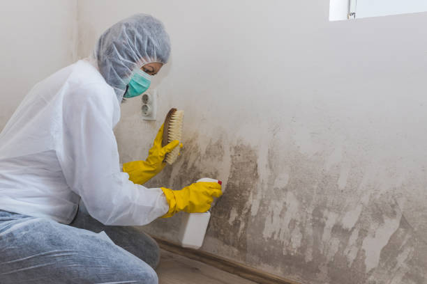 Glencoe, IL Mold Removal & Remediation Company